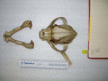 Media type: image;   Mammalogy 19745 Description: Image of skeleton specimen - dorsal view. dorsal view of skull.;